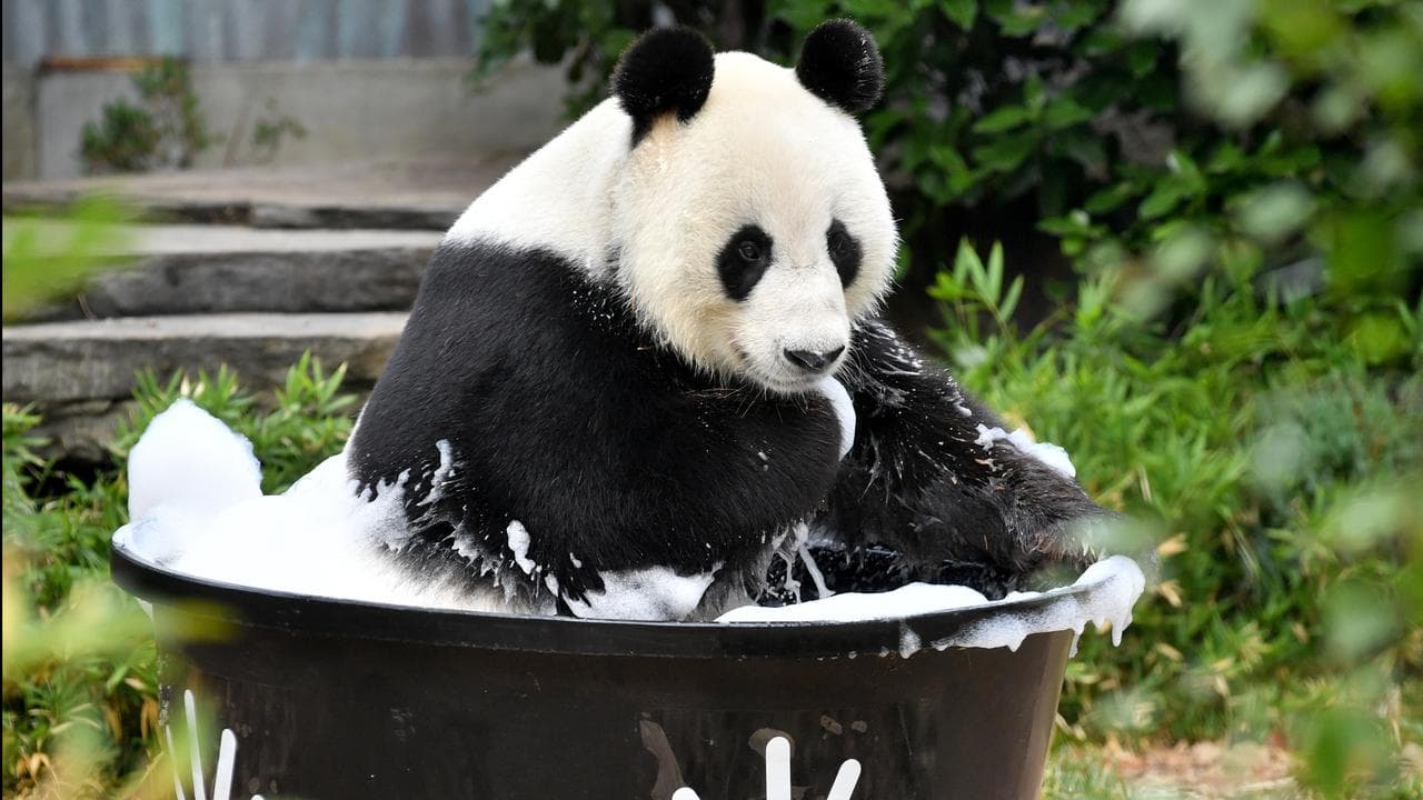 Wang Wang the panda at Adelaide Zoo