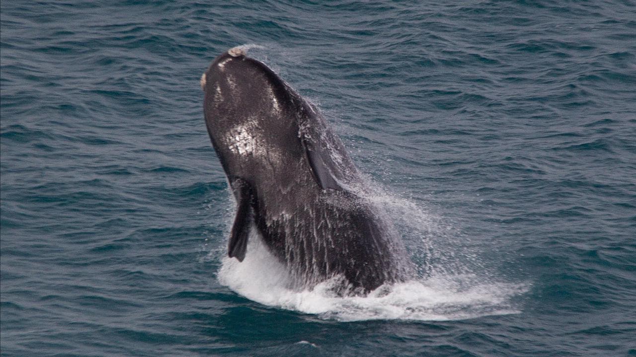 A southern right whale