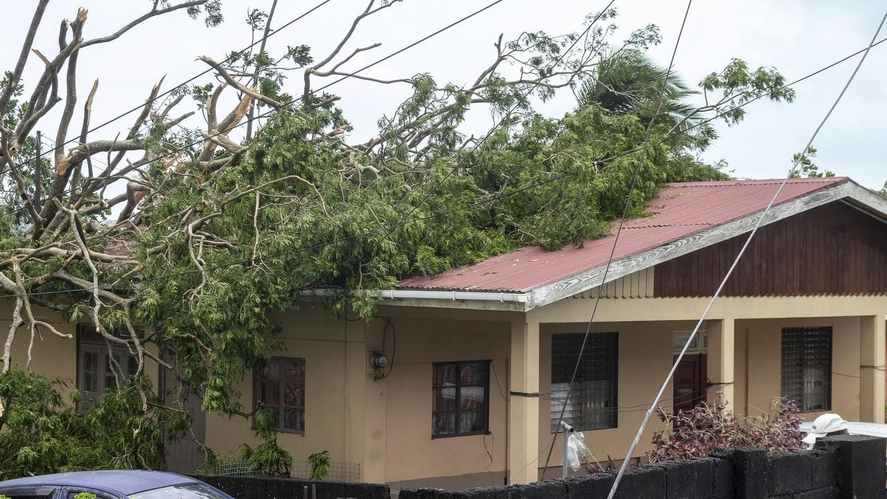 A treefall in St Vincent and the Grenadines