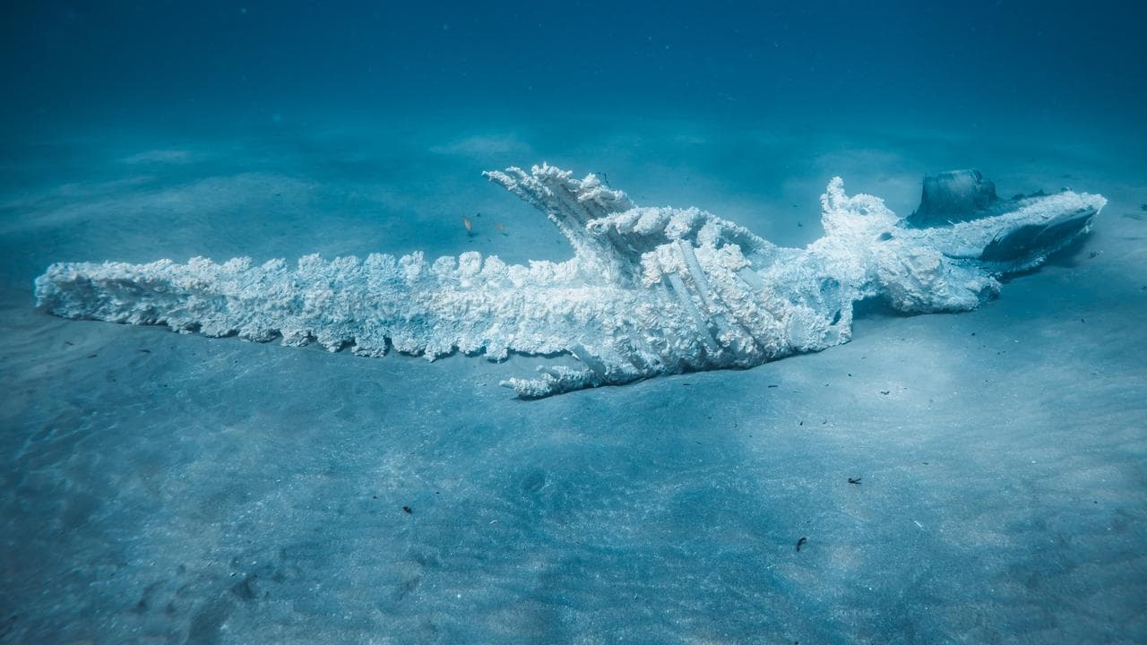 A whale carcass lies on the sea floor off Western Australia.