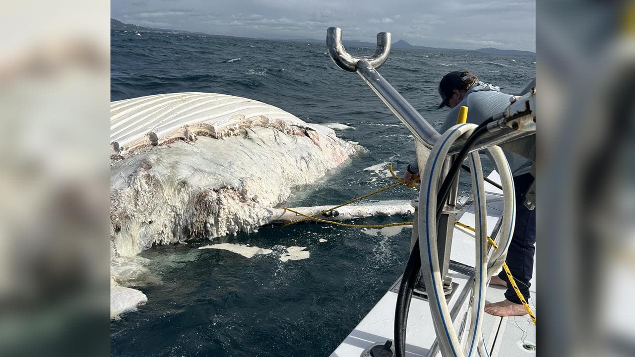 Tracking a whale carcass.