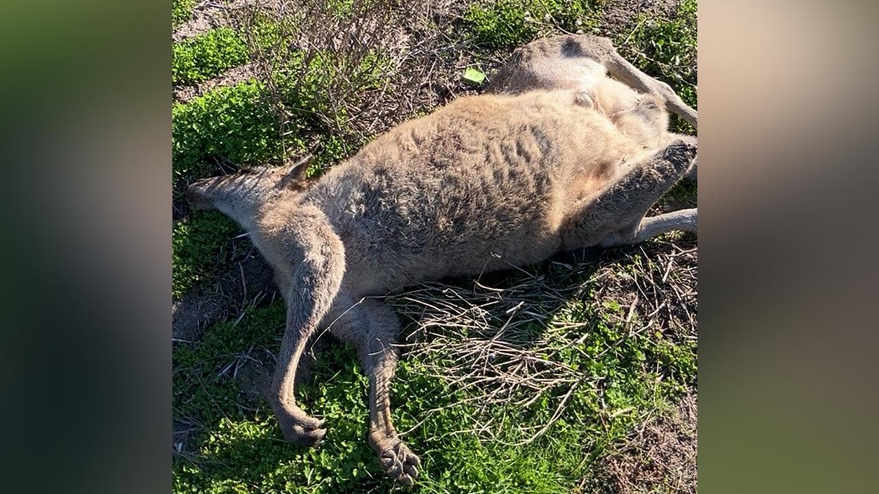 A kangaroo at Gobarup 