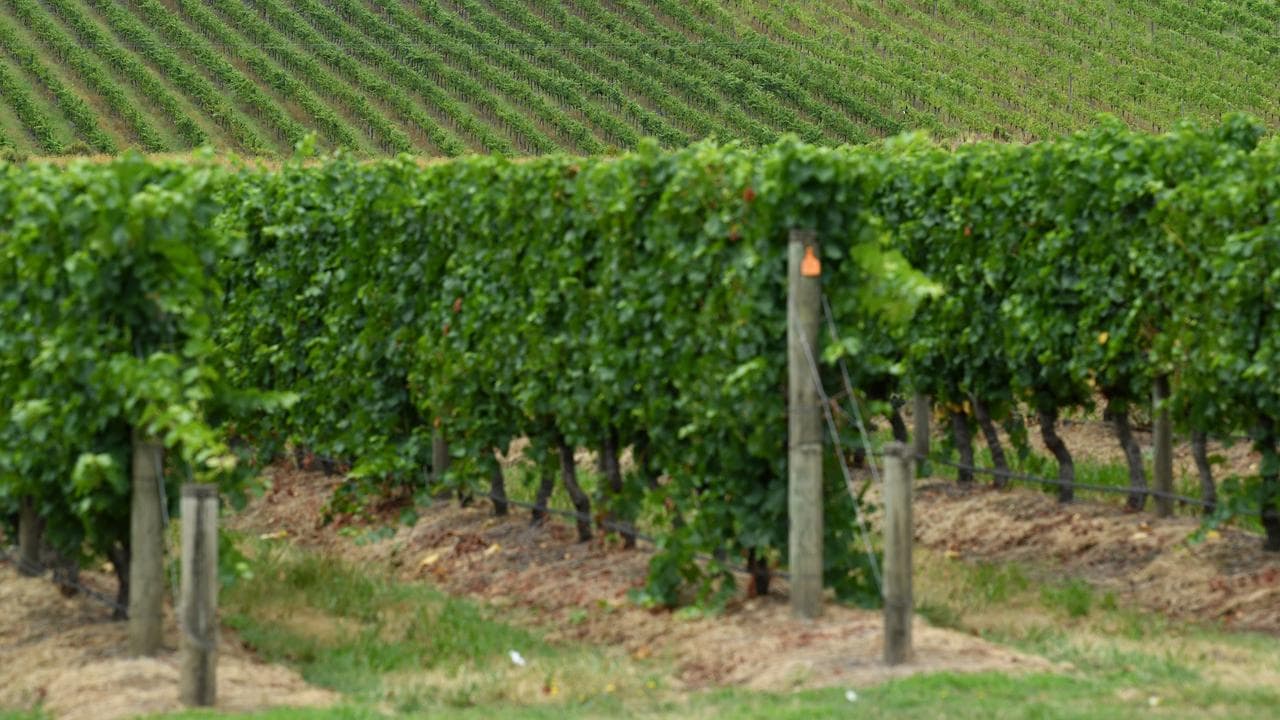 a vineyard in the Yarra Valley Victoria