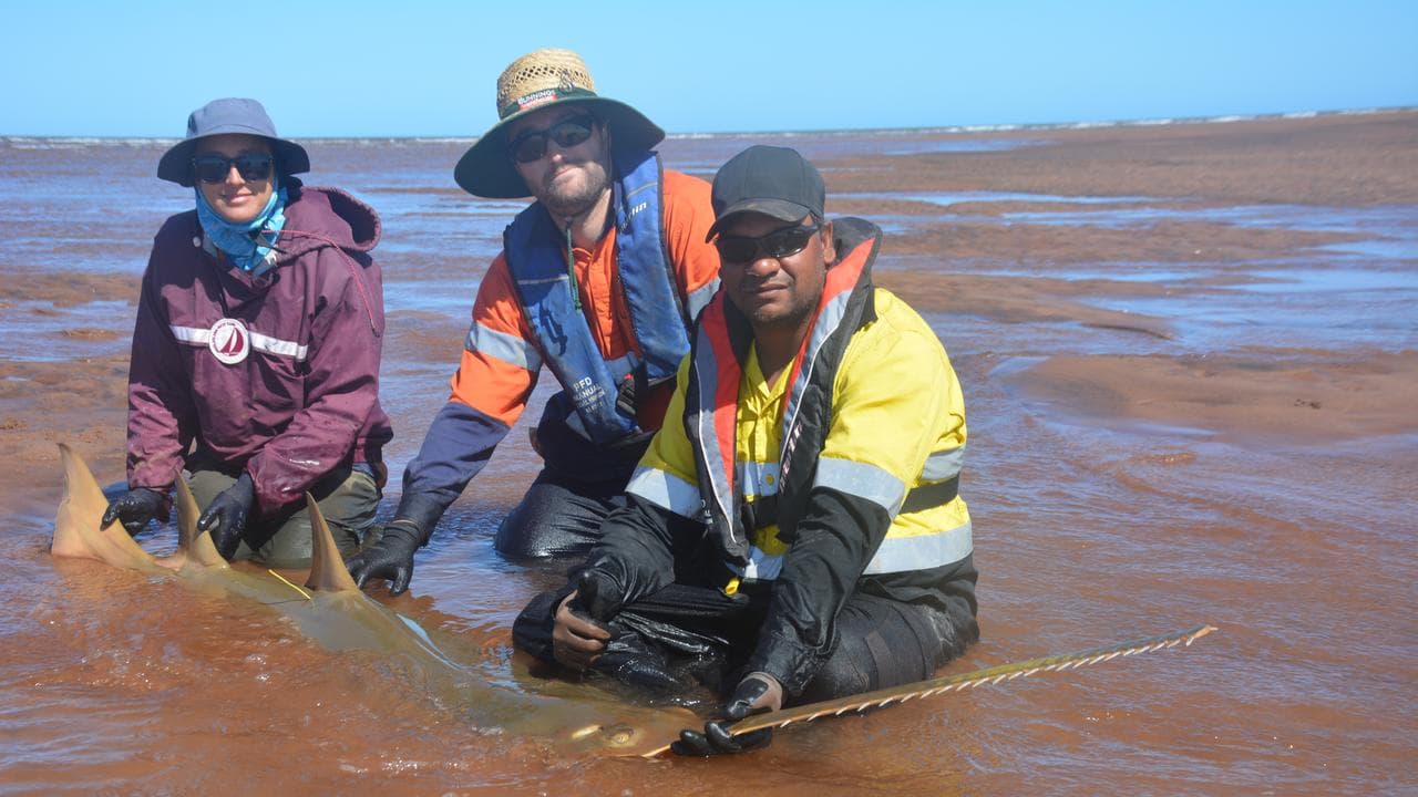 Jack Ingelbrecht (c) and researchers with a green sawfish