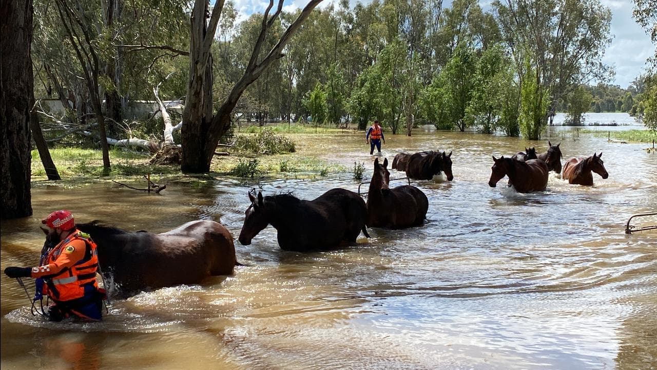 SES horse rescue