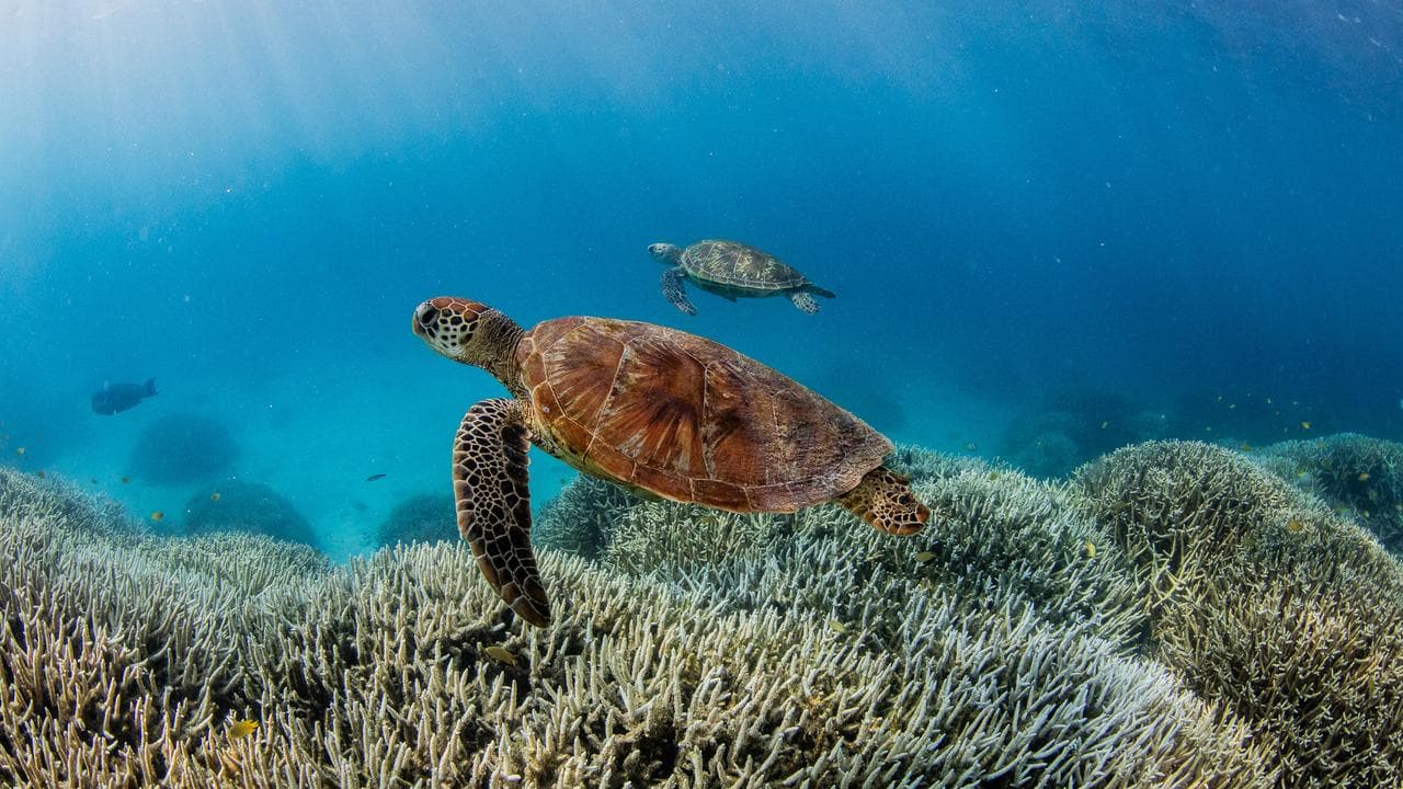 Sea turtles on the Great Barrier Reef.