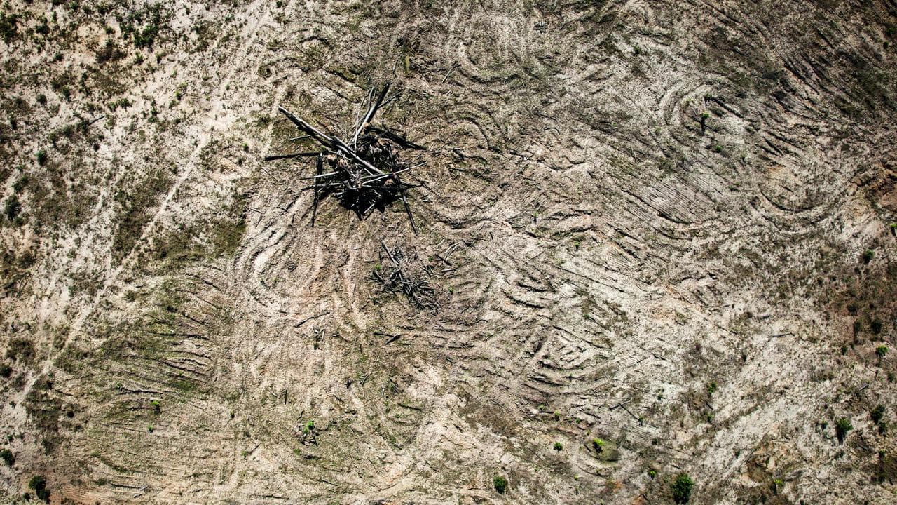 DEFORESTATION NATIVE ANIMALS IMPACTS