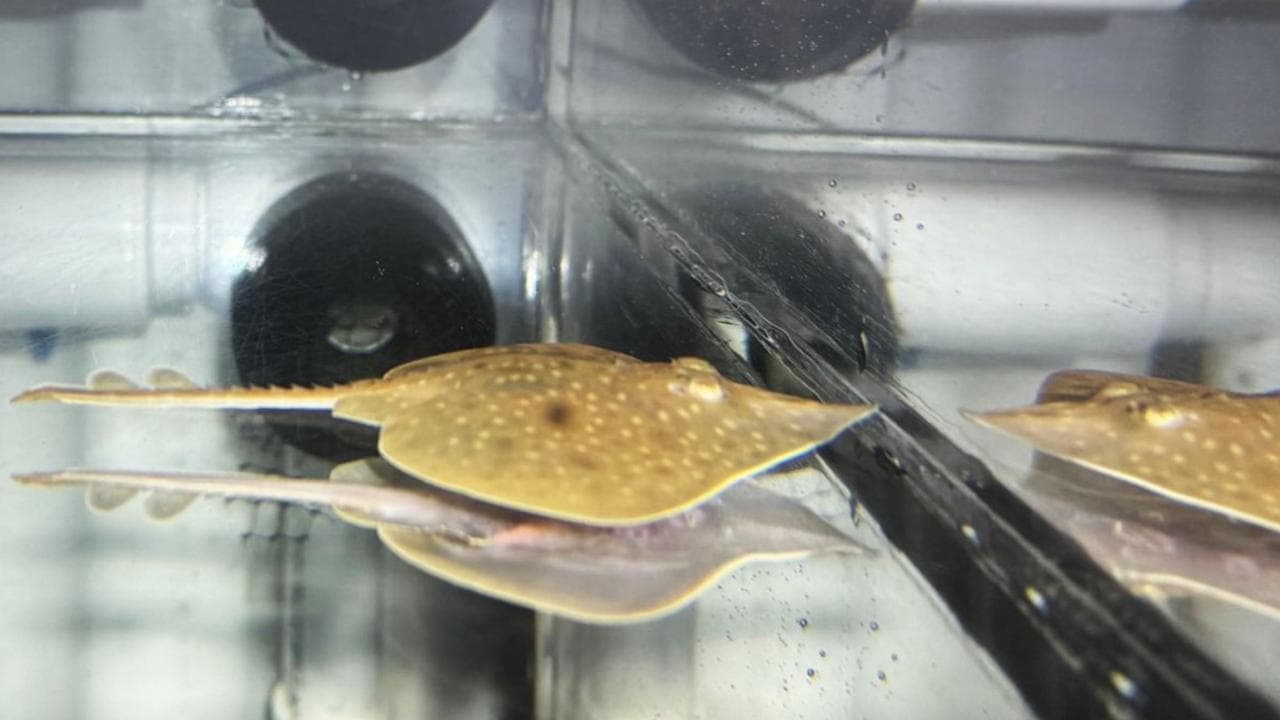 Captive-bred Maugean skate