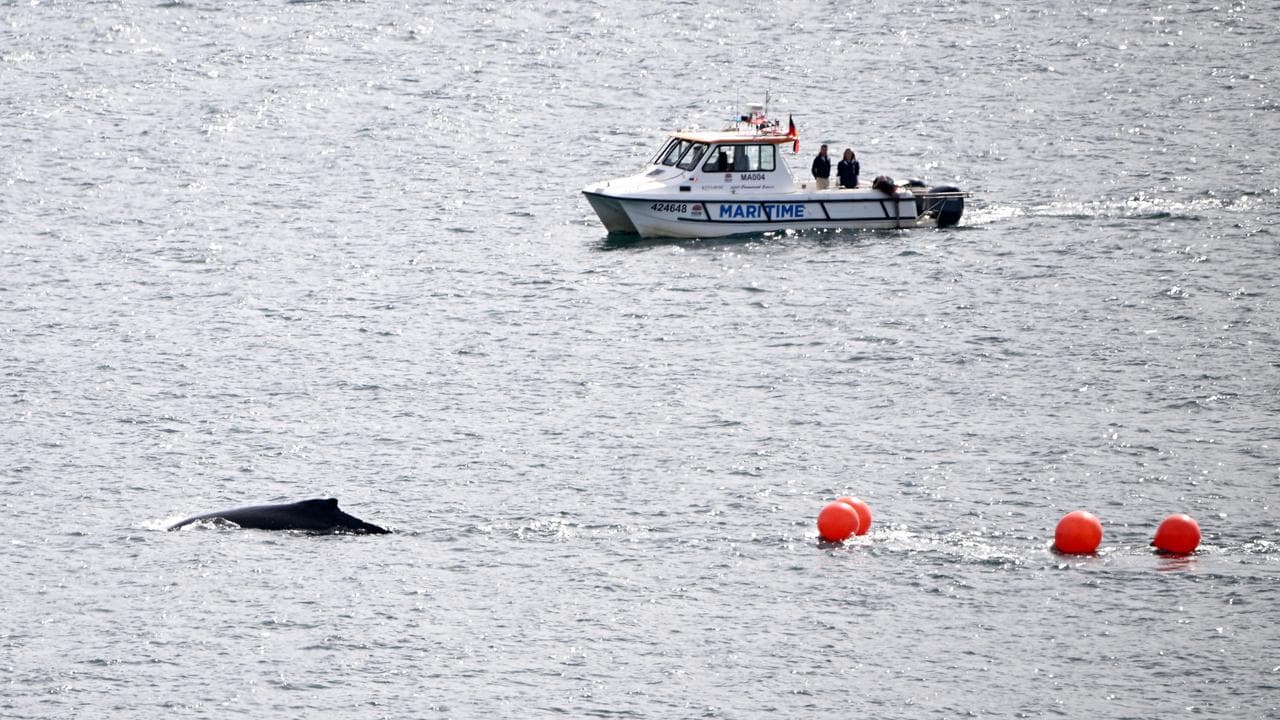 Buoys trail a whale.