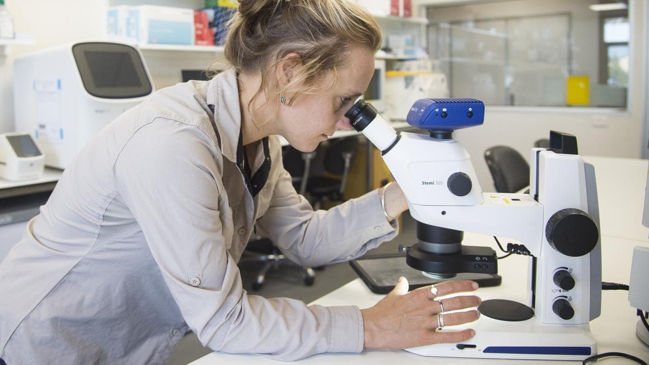 Carly Keech uses a microscope to view a marine specimen in Exmouth, WA