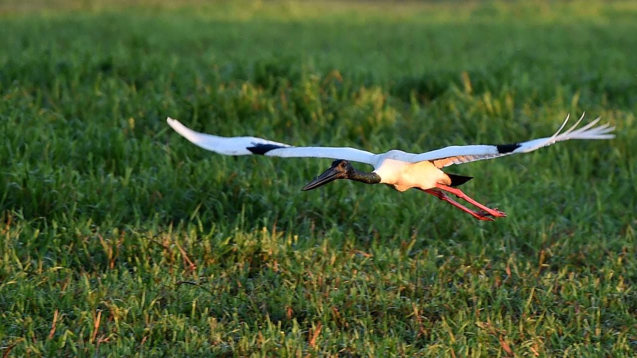 A jabiru in Kakadu National Park (file image)