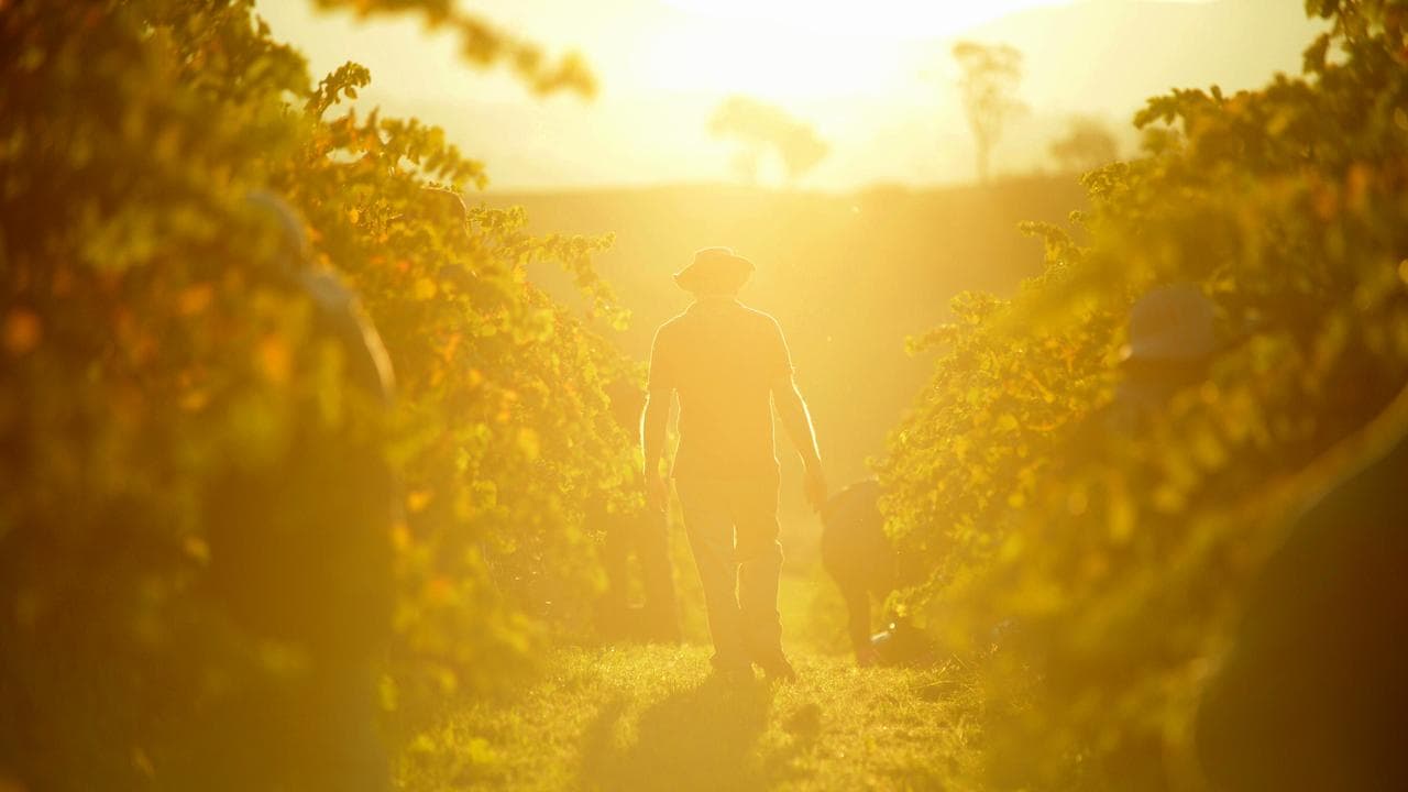 A man walks in a vineyard (file image)