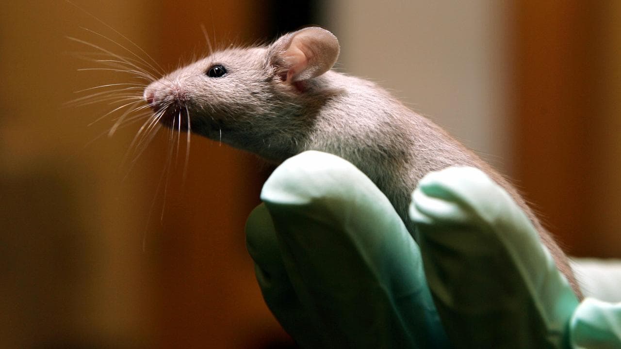 A technician holds a laboratory mouse in a gloved hand.