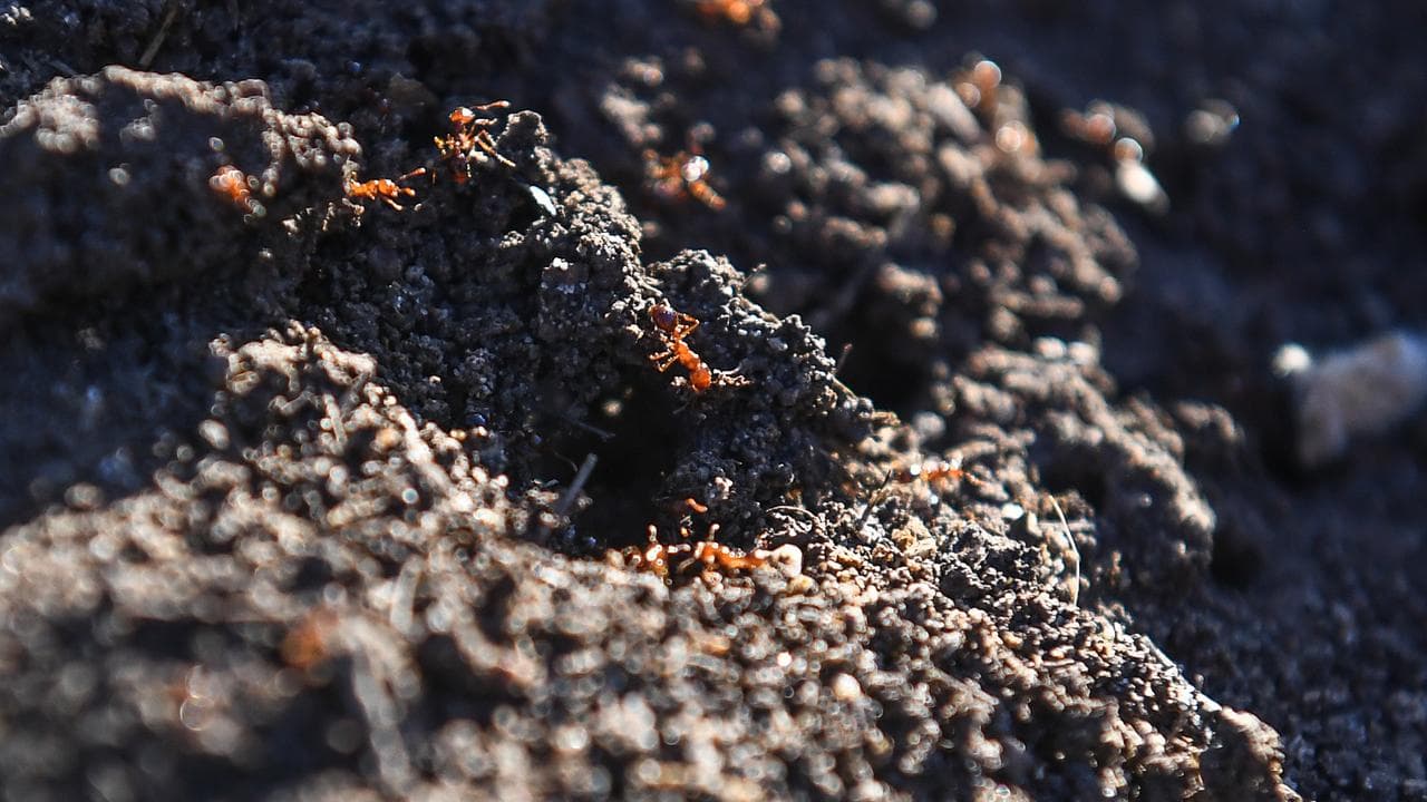 Fire ants