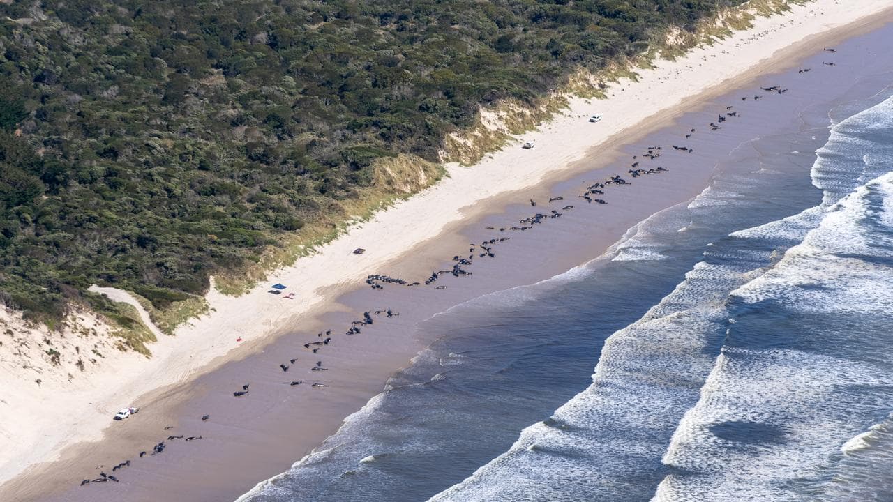 stranded whales 