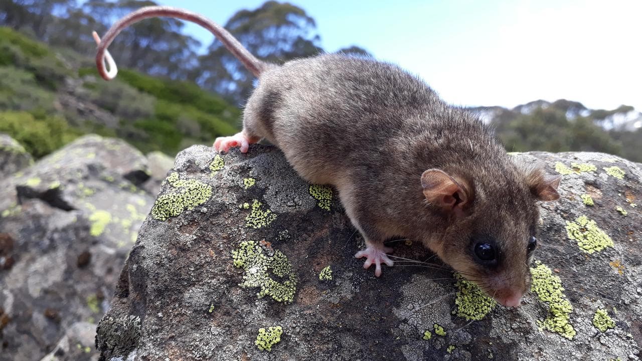 There may be fewer than 2000 mountain pygmy-possums left.