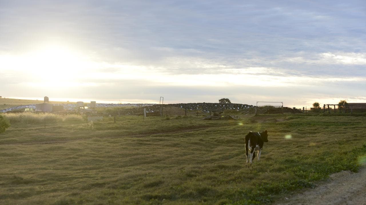A lone calf in a paddock at a dairy farm