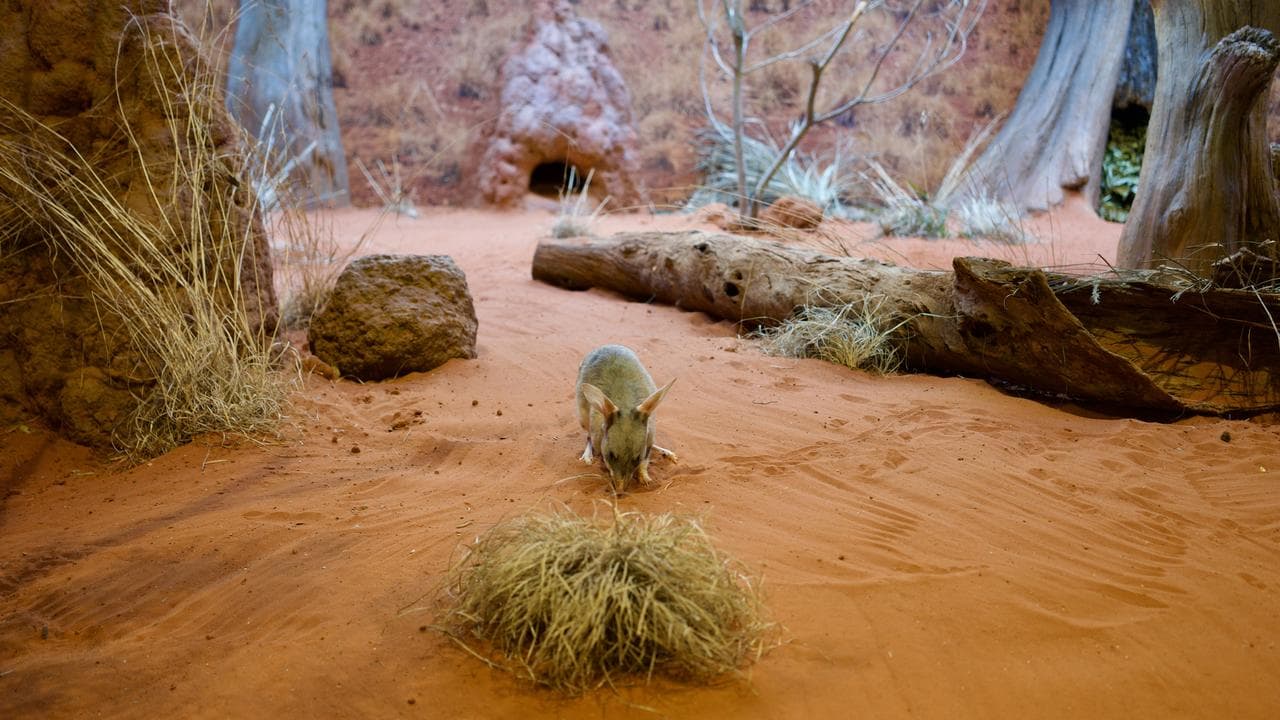 Two bilbies in a simulated habitat at Sydney's Taronga Zoo.