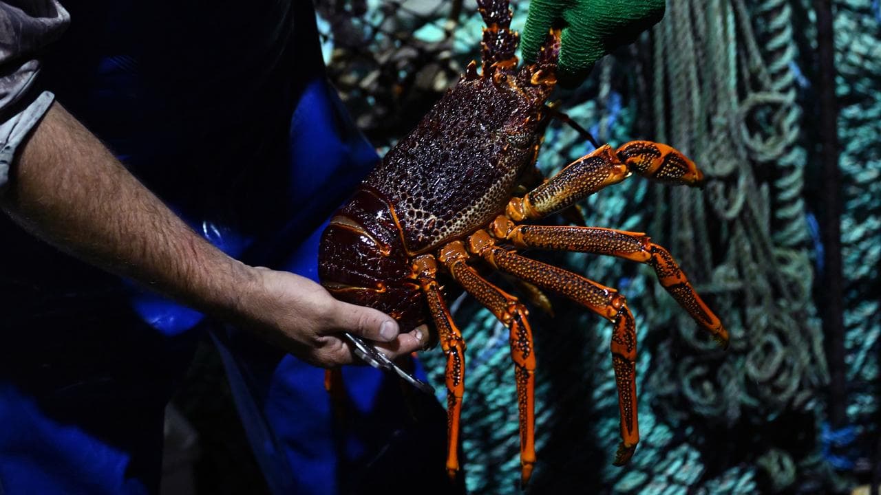 A rock lobster (file image)