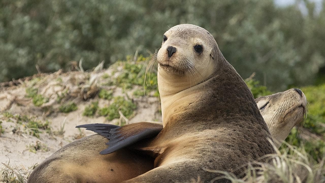 Sea lions on Kangaroo Island