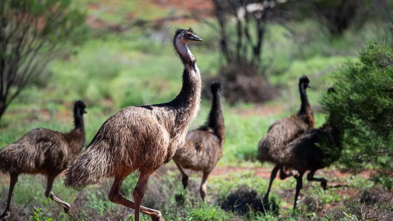 Family of emus