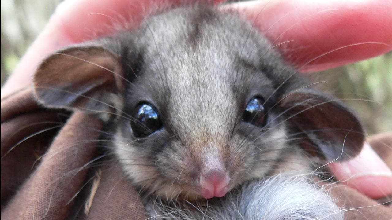 Leadbeater's possum