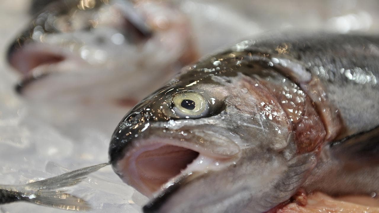 Seafood at the Sydney Fish Market