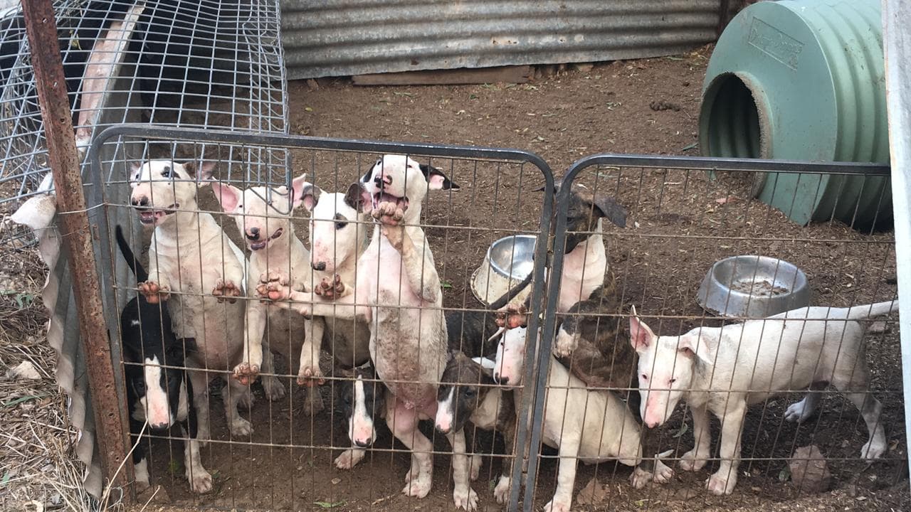 Bull terrier dogs and puppies at a puppy farm
