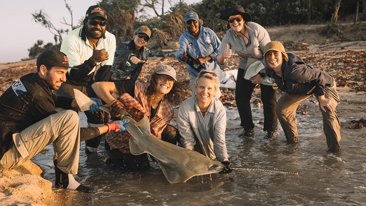 Researchers release a sawfish in far north Queensland.