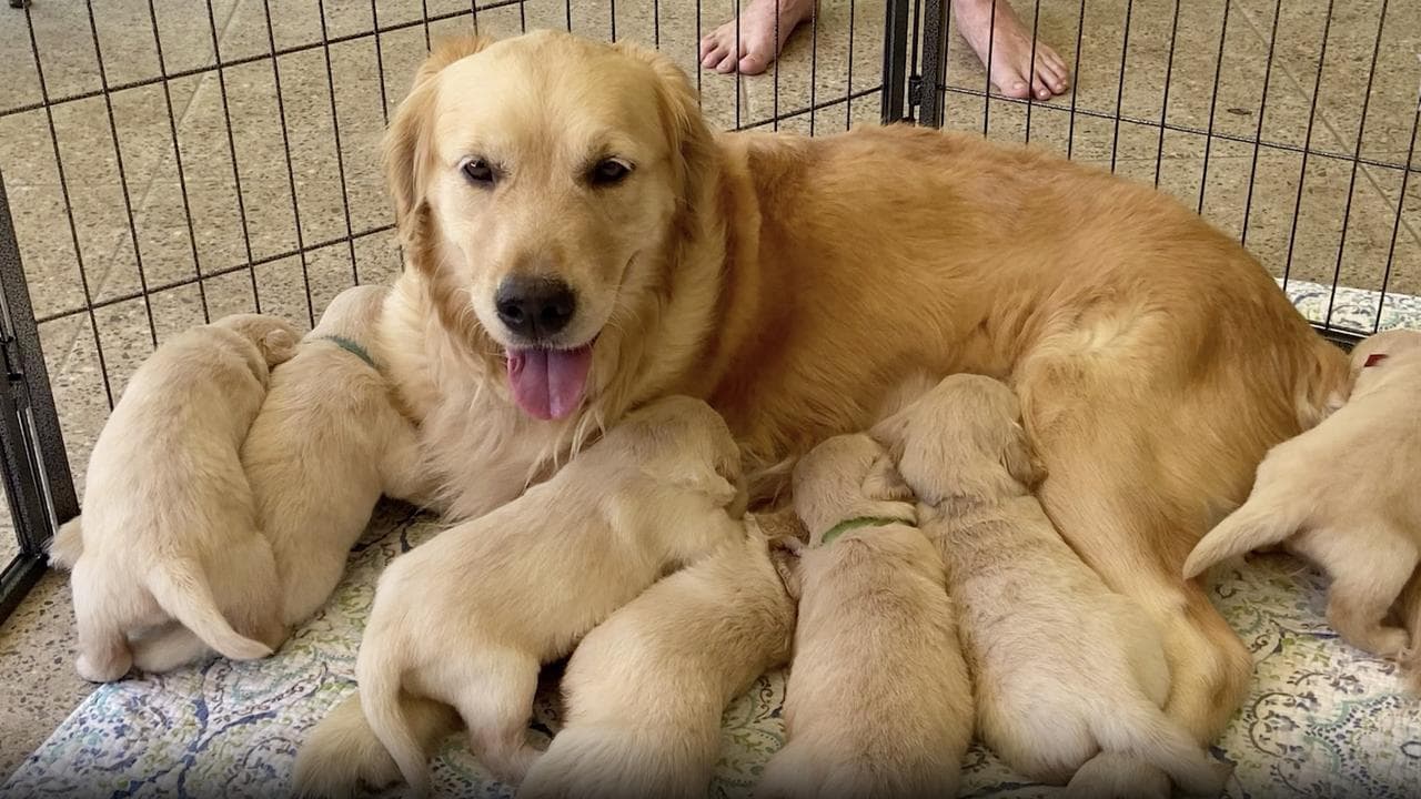 Two-week-old golden retrievers with their mother