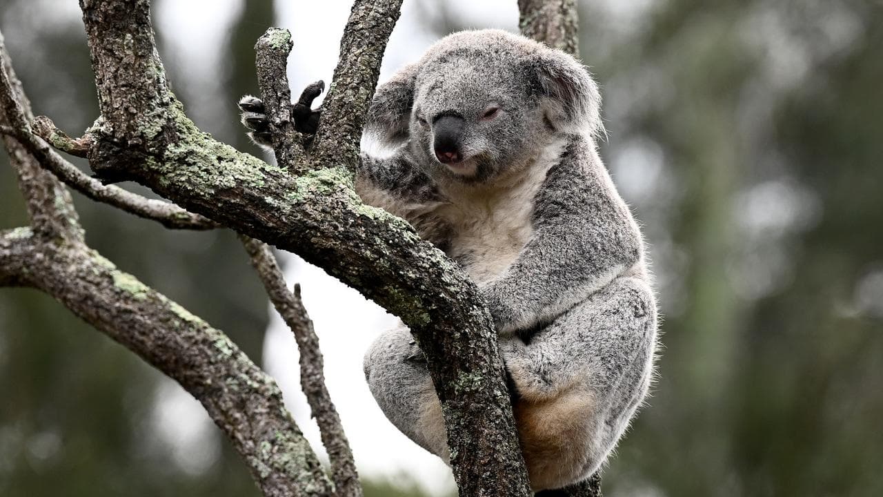 A koala