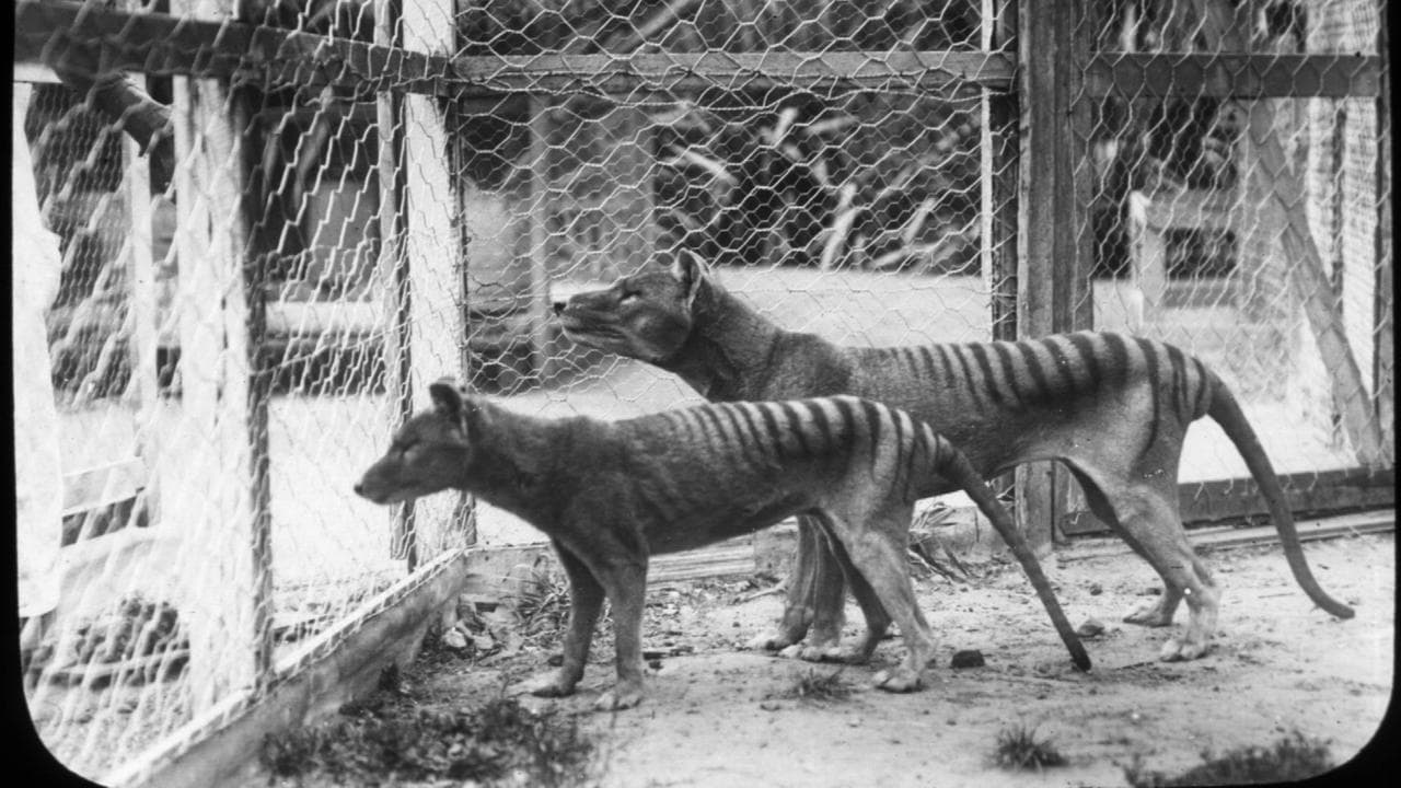 thylacine 