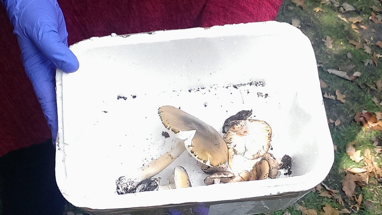 Deathcap mushrooms (file image)