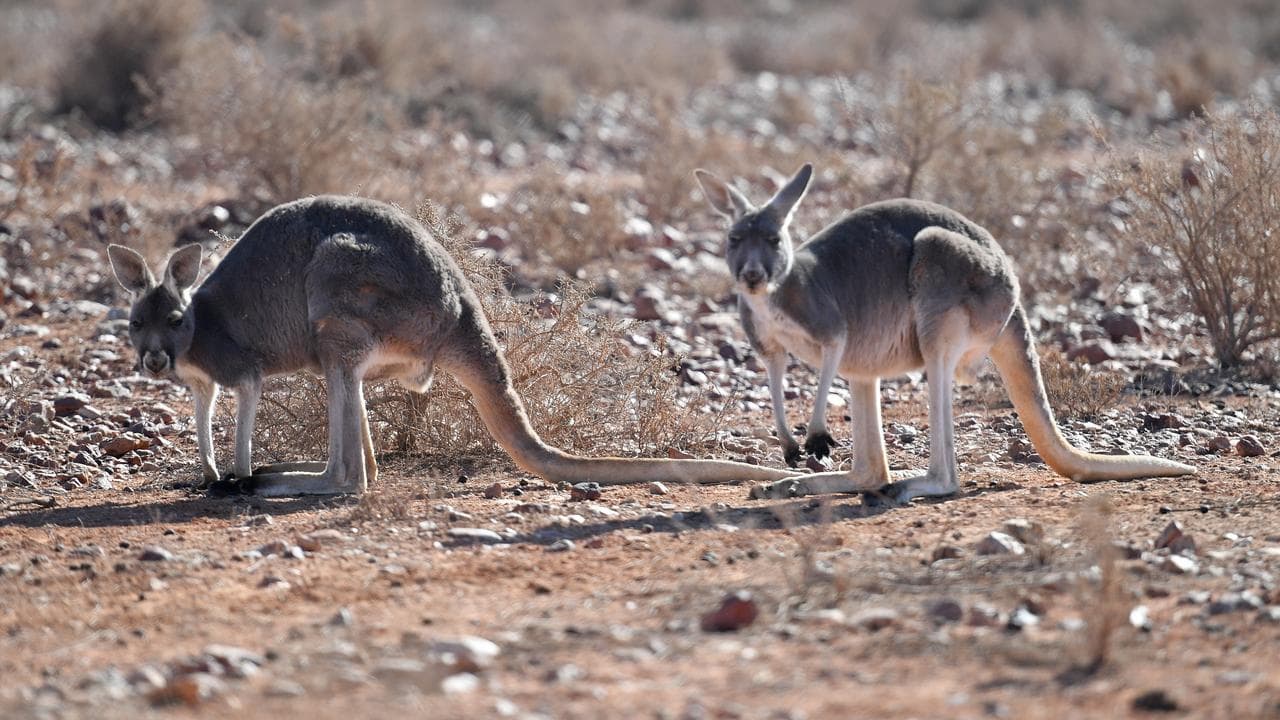 Kangaroos in outback NSW (file image)