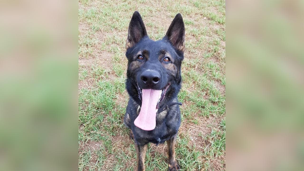 police dog named Xtra