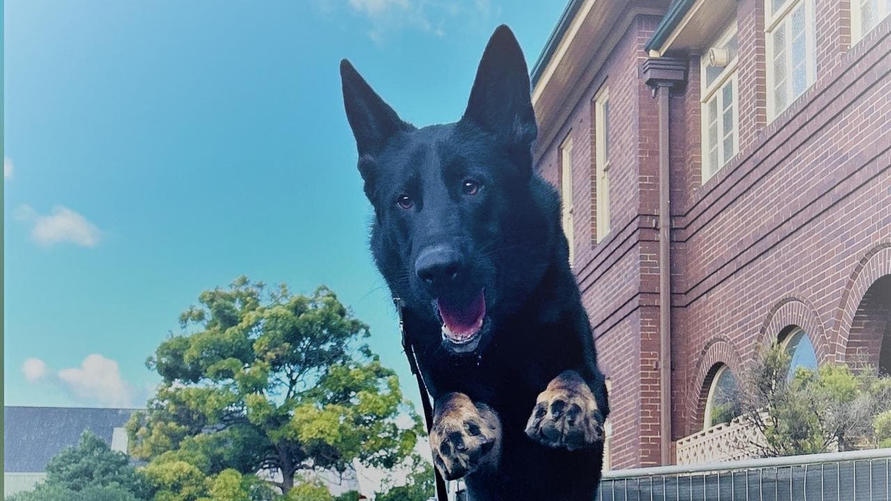 NSW Police development dog named Soldier
