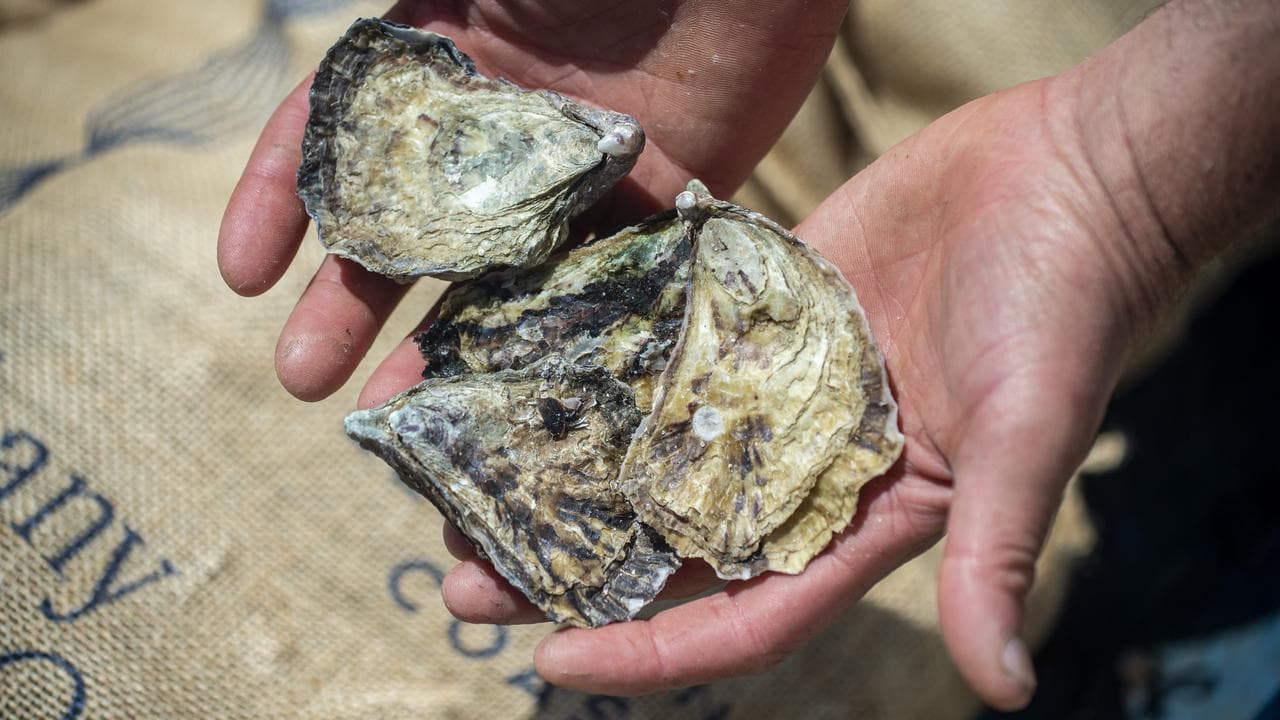 Oyster from the farm