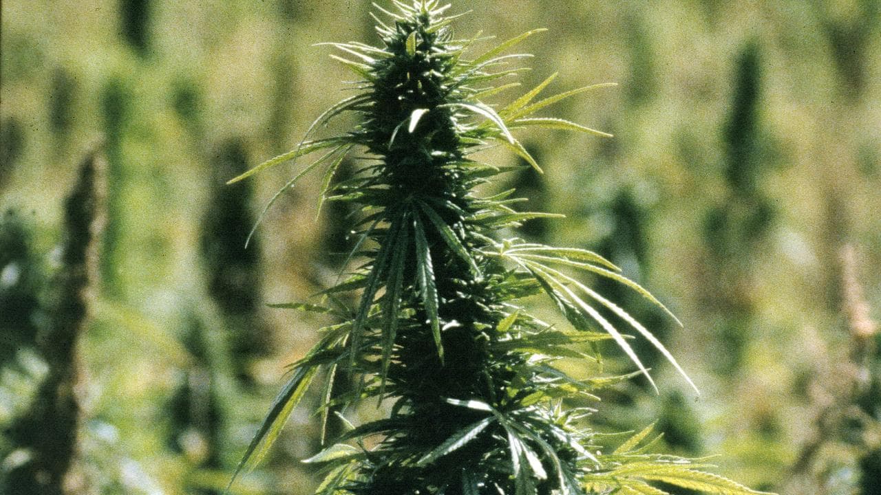 Cannabis plant