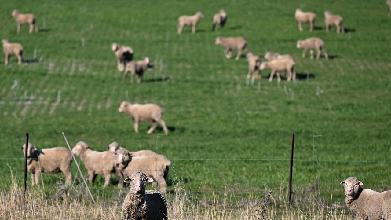 Sheep grazing on a farm