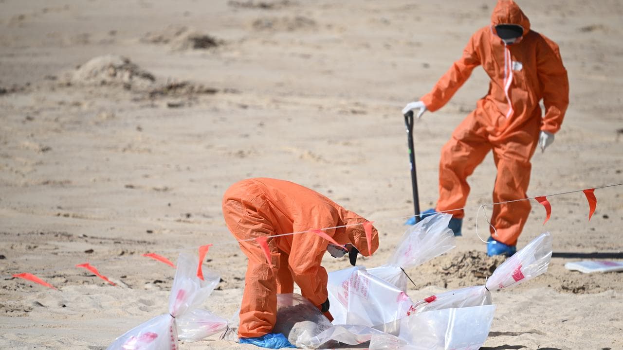 A file photo of workers at Coogee