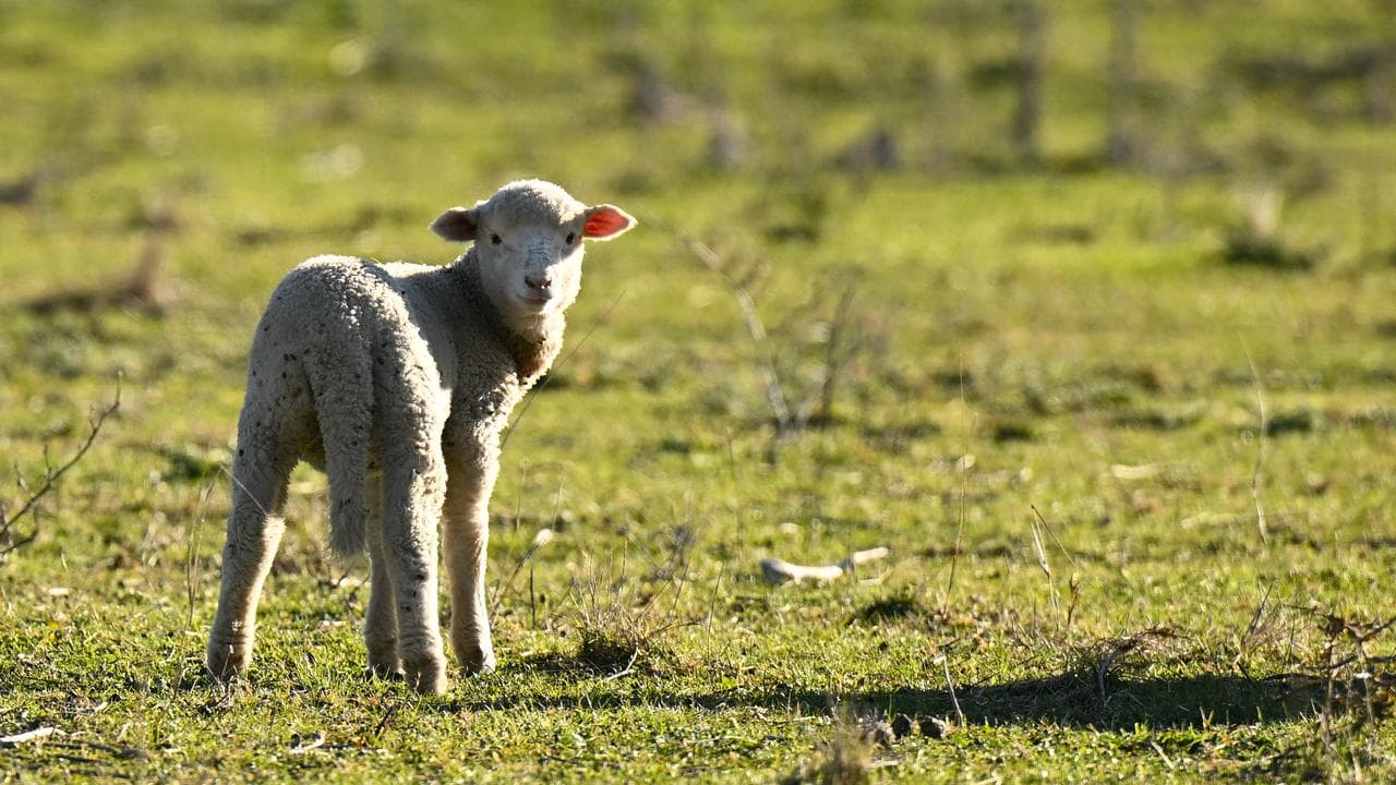 A lamb (file image)