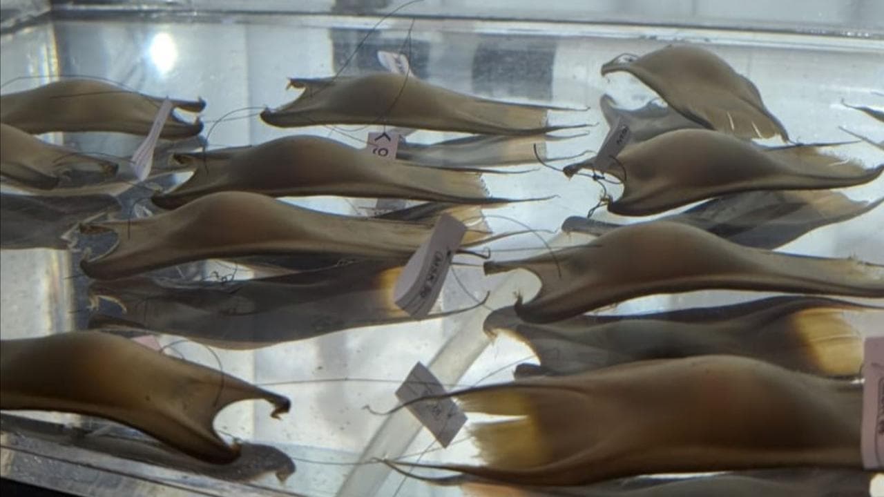 captive-laid Maugean skate eggs