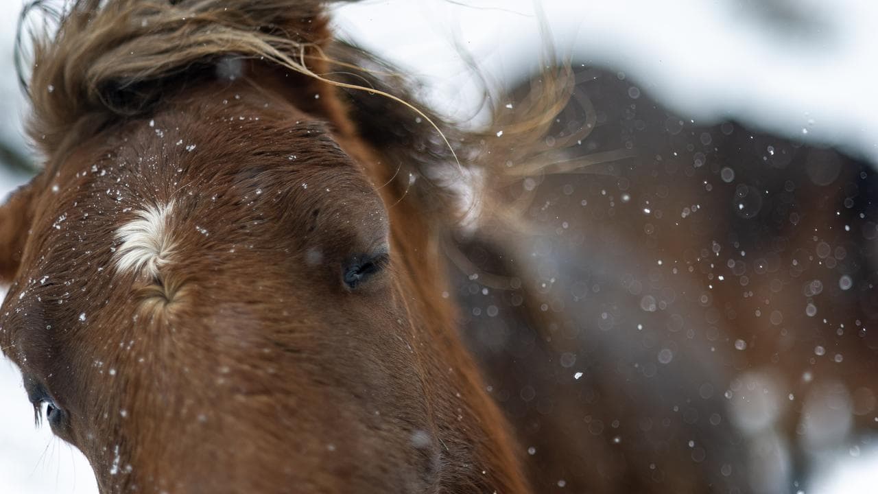 A brumby shakes snow from its eyes (file image)