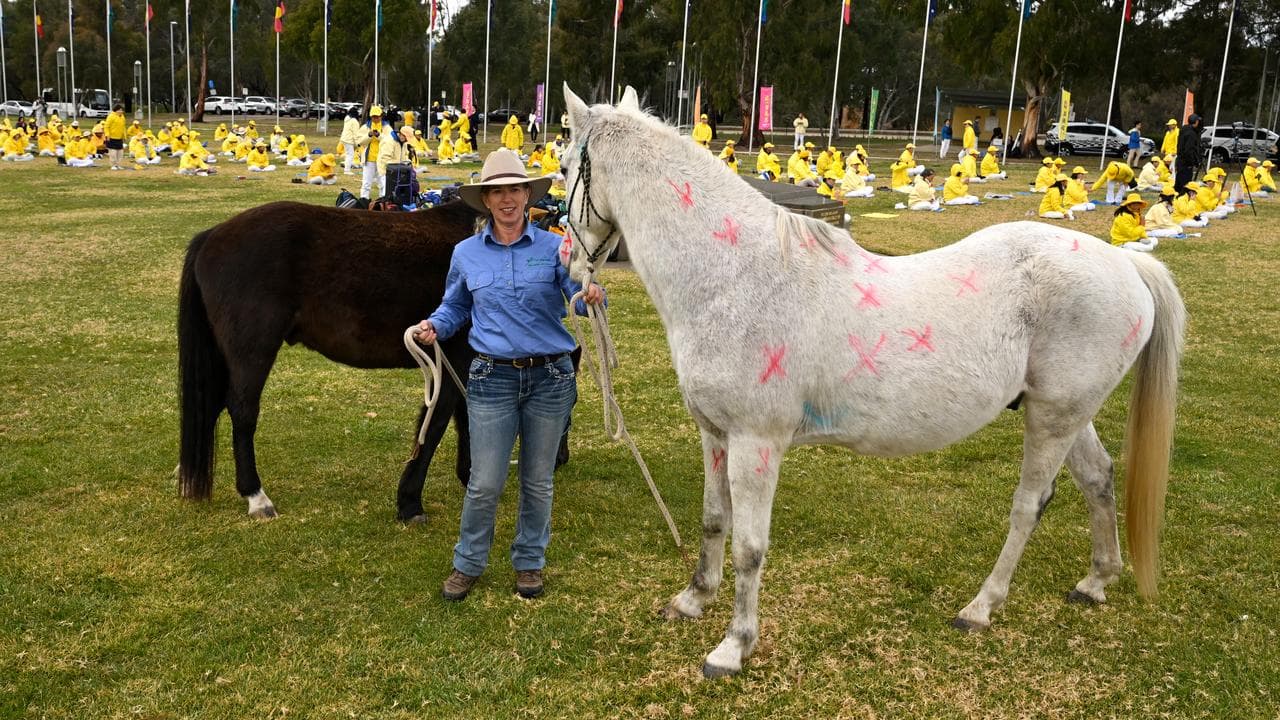 A women with domesticated brumbies (file image)