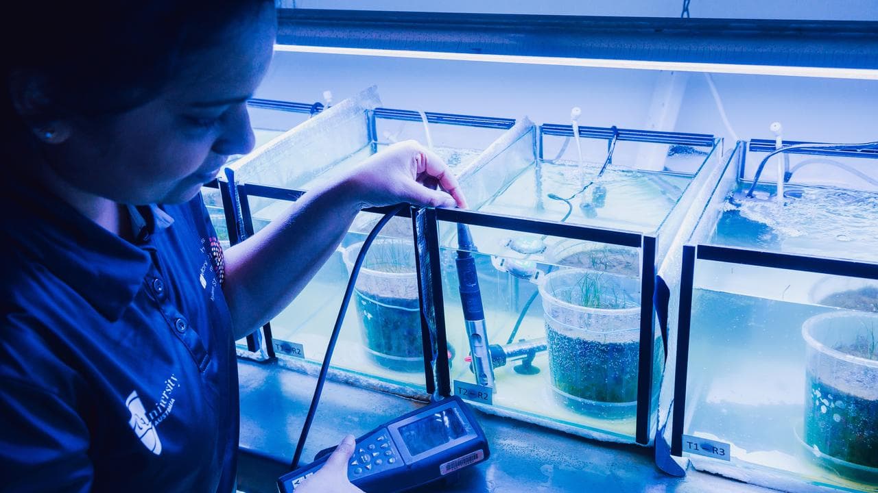 Seagrass restoration nursery in Gladstone