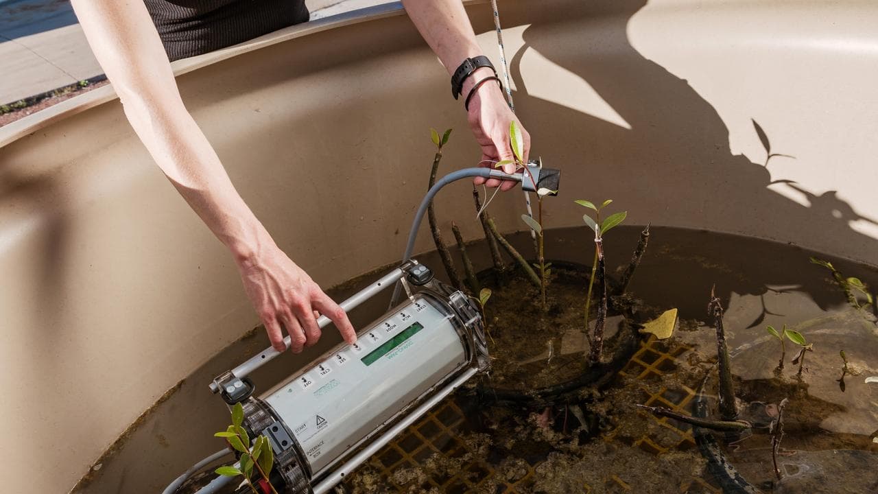 Seagrass restoration mursery in Gladstone