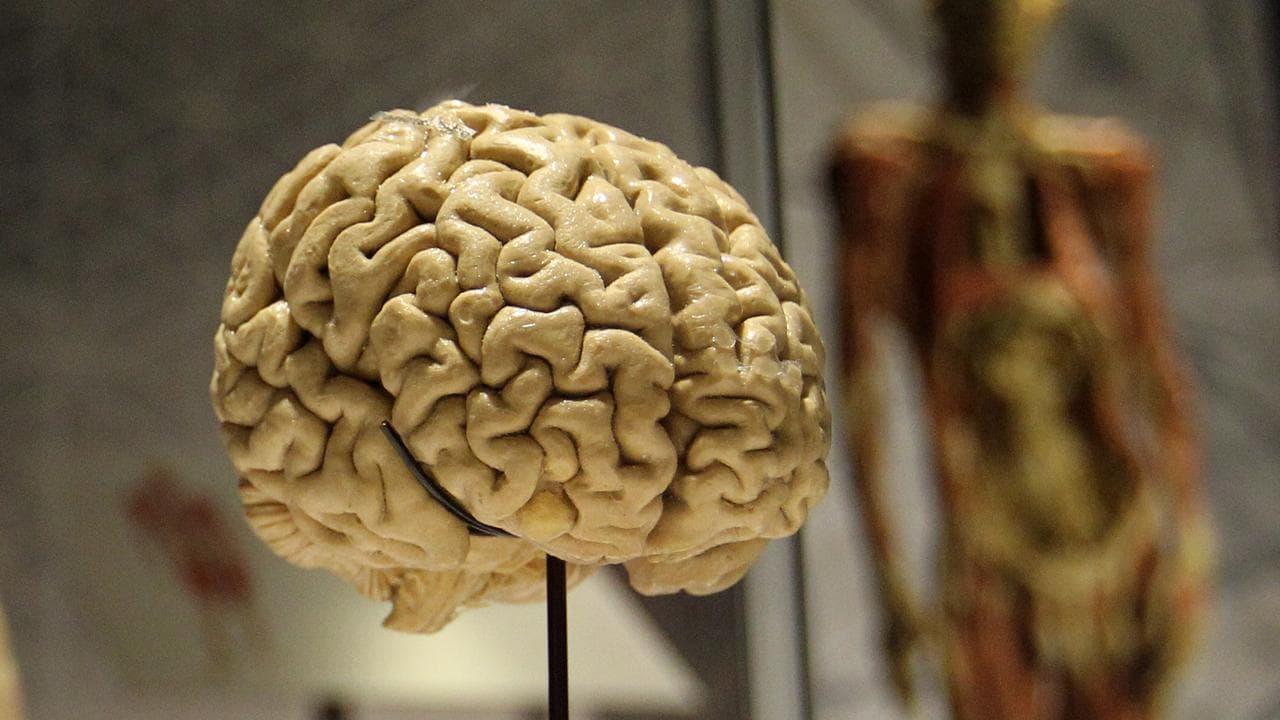 A human brain at Real Bodies The Exhibition in Sydney,