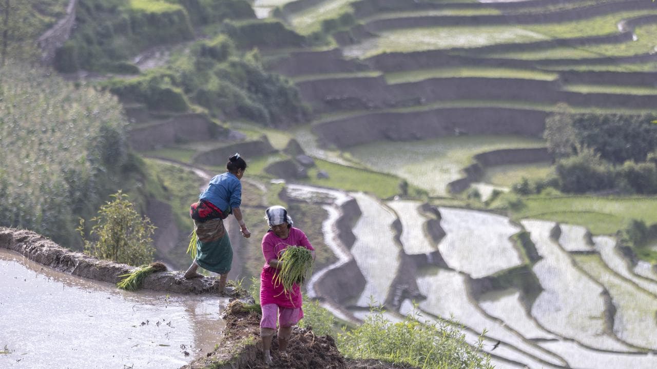 Rice fields in Nepal.