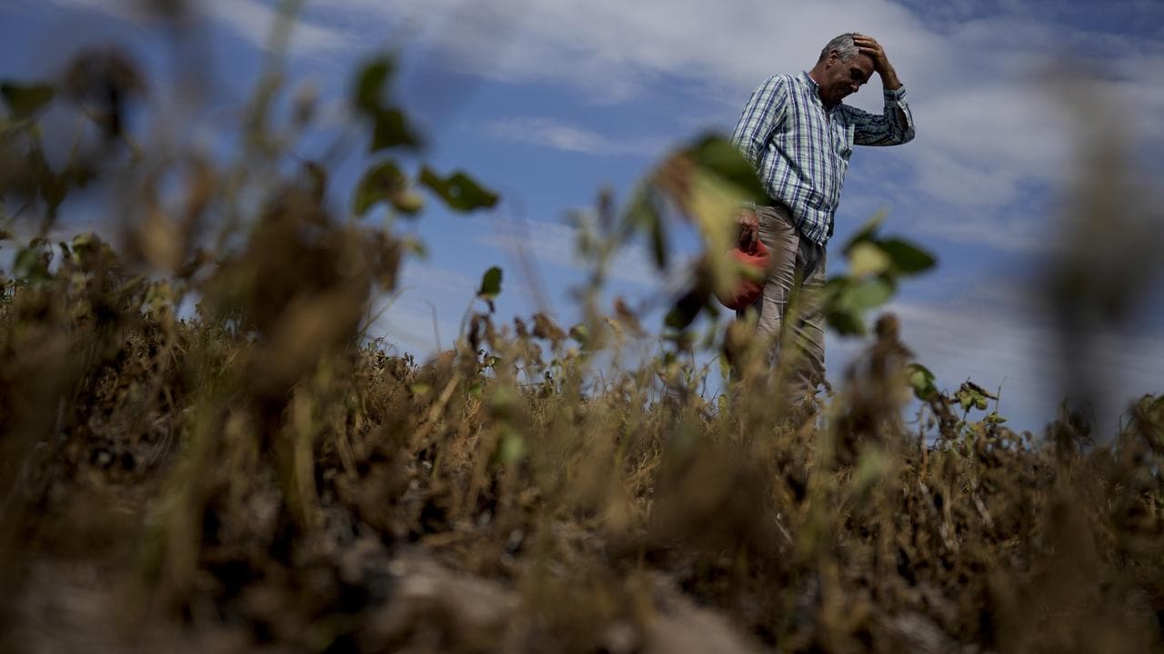 Dry soybean field in Argentina.
