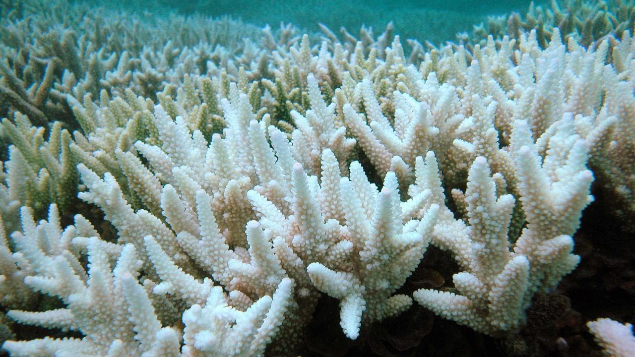 Corals on reefs showing bleaching